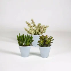 LA GREEN TOUCH - Coffret crassula et ses caches-pots blancs - lot de 3 plantes, h18cm