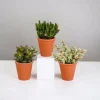 LA GREEN TOUCH - Coffret crassula et ses caches-pots terracotta - lot de 3 plantes, h18cm