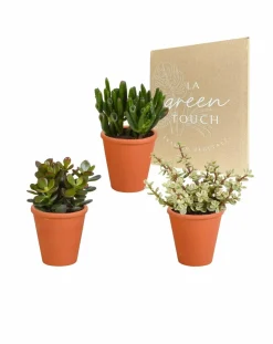 LA GREEN TOUCH - Coffret crassula et ses caches-pots terracotta - lot de 3 plantes, h18cm