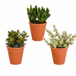 LA GREEN TOUCH - Coffret crassula et ses caches-pots terracotta - lot de 3 plantes, h18cm