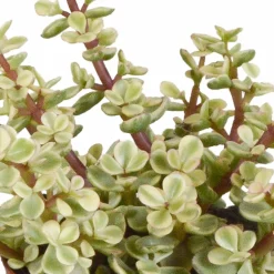 LA GREEN TOUCH - Coffret crassula et ses caches-pots terracotta - lot de 3 plantes, h18cm