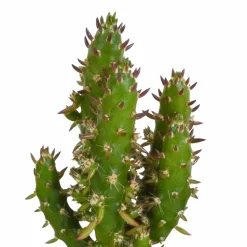 LA GREEN TOUCH - Coffret cactus et ses caches-pots blancs - lot de 5 plantes, h40cm