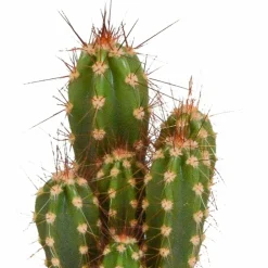 LA GREEN TOUCH - Coffret cactus et ses caches-pots blancs - lot de 5 plantes, h40cm
