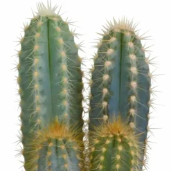 LA GREEN TOUCH - Coffret cactus et ses caches-pots terracotta - lot de 3 plantes, h23cm
