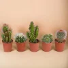 LA GREEN TOUCH - Coffret cactus, succulentes - lot de 15 plantes, h13cm