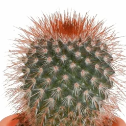 LA GREEN TOUCH - Coffret cactus, succulentes - lot de 15 plantes, h13cm