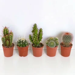 LA GREEN TOUCH - Coffret cactus, succulentes - lot de 15 plantes, h13cm