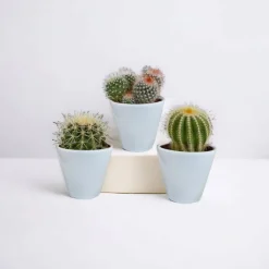LA GREEN TOUCH - Coffret cactus et ses caches-pots blancs - lot de 3 plantes, h16cm