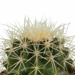 LA GREEN TOUCH - Coffret cactus et ses caches-pots blancs - lot de 3 plantes, h16cm