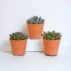 LA GREEN TOUCH - Coffret cadeau echeveria et ses caches-pots terracotta - lot de 3 plantes, h21cm