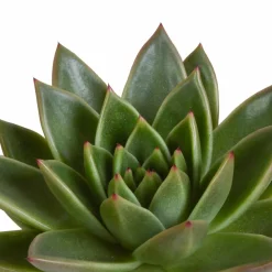 LA GREEN TOUCH - Coffret cadeau echeveria et ses caches-pots terracotta - lot de 3 plantes, h21cm