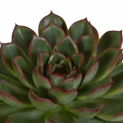 LA GREEN TOUCH - Coffret cadeau echeveria et ses caches-pots terracotta - lot de 3 plantes, h21cm