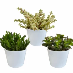 LA GREEN TOUCH - Coffret crassula et ses caches-pots blancs - lot de 3 plantes, h21cm