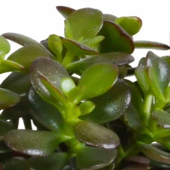 LA GREEN TOUCH - Coffret crassula et ses caches-pots blancs - lot de 3 plantes, h21cm