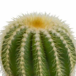 LA GREEN TOUCH - Coffret cactus et ses caches-pots blancs - lot de 3 plantes, h18cm