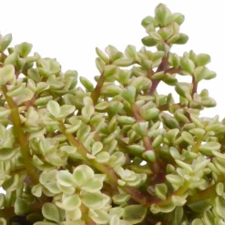 LA GREEN TOUCH - Coffret crassula et ses caches-pots terracotta - lot de 3 plantes, h21cm