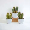 LA GREEN TOUCH - Coffret cactus et ses caches-pots blancs - lot de 3 plantes, h23cm