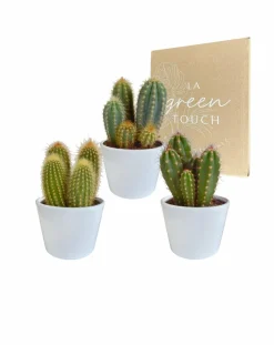 LA GREEN TOUCH - Coffret cactus et ses caches-pots blancs - lot de 3 plantes, h23cm