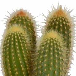 LA GREEN TOUCH - Coffret cactus et ses caches-pots blancs - lot de 3 plantes, h23cm