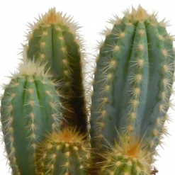 LA GREEN TOUCH - Coffret cactus et ses caches-pots blancs - lot de 3 plantes, h23cm