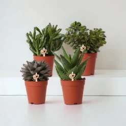 LA GREEN TOUCH - Coffret cadeau succulente - lot de 4 plantes, h20cm