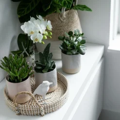 LA GREEN TOUCH - Coffret cadeau succulente - lot de 4 plantes, h20cm