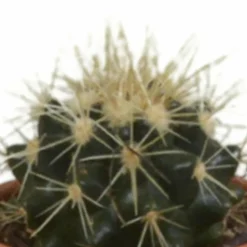 LA GREEN TOUCH - Coffret cadeau cactus - lot de 5 plantes, h13cm