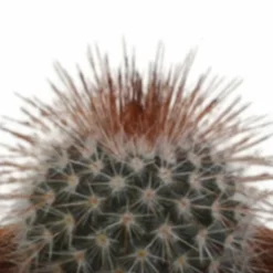 LA GREEN TOUCH - Coffret cadeau cactus - lot de 5 plantes, h13cm