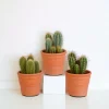 LA GREEN TOUCH - Coffret cactus et ses caches-pots terracotta - lot de 3 plantes, h23cm
