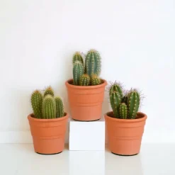 LA GREEN TOUCH - Coffret cactus et ses caches-pots terracotta - lot de 3 plantes, h23cm