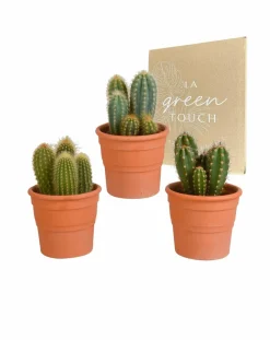LA GREEN TOUCH - Coffret cactus et ses caches-pots terracotta - lot de 3 plantes, h23cm