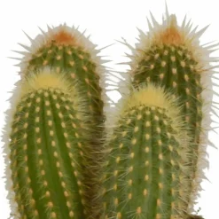 LA GREEN TOUCH - Coffret cactus et ses caches-pots terracotta - lot de 3 plantes, h23cm