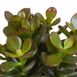 LA GREEN TOUCH - Coffret crassula - lot de 3 plantes, h18cm - box cadeau mini succulente