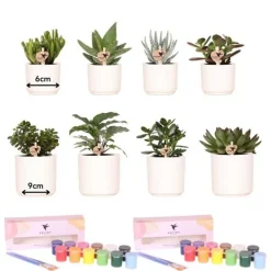 LA GREEN TOUCH - Coffret créatif visionnaire 8 succulentes