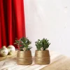 LA GREEN TOUCH - Coffret cadeau succulente et ses caches-pots dorés - lot de 2, h20cm