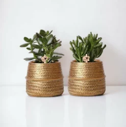 LA GREEN TOUCH - Coffret cadeau succulente et ses caches-pots dorés - lot de 2, h20cm
