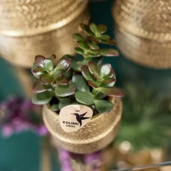 LA GREEN TOUCH - Coffret cadeau succulente et ses caches-pots dorés - lot de 2, h20cm