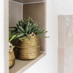 LA GREEN TOUCH - Coffret cadeau succulente et ses caches-pots dorés - lot de 2, h20cm