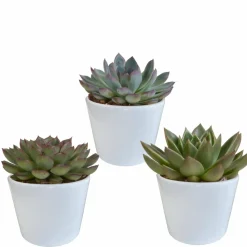 LA GREEN TOUCH - Coffret cadeau echeveria et ses caches-pots blancs - lot de 3 plantes, h21cm