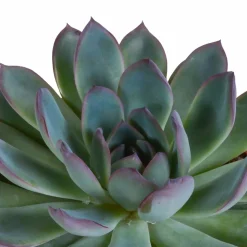 LA GREEN TOUCH - Coffret cadeau echeveria et ses caches-pots blancs - lot de 3 plantes, h21cm