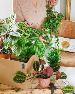 LA GREEN TOUCH - Coffret de plantes pets friendly cm - plante d'intérieur