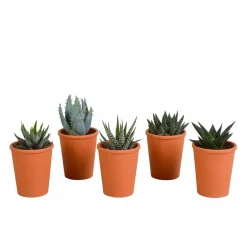 LA GREEN TOUCH - Coffret gasteria, haworthia et ses caches-pots terracotta - lot de 5 plantes, h13cm