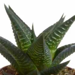 LA GREEN TOUCH - Coffret gasteria, haworthia et ses caches-pots terracotta - lot de 5 plantes, h13cm