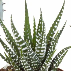 LA GREEN TOUCH - Coffret gasteria, haworthia et ses caches-pots terracotta - lot de 5 plantes, h13cm
