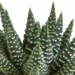 LA GREEN TOUCH - Coffret gasteria, haworthia et ses caches-pots blancs - lot de 5 plantes, h13cm