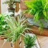 LA GREEN TOUCH - Coffret plantes dépolluantes cm - plante d'intérieur