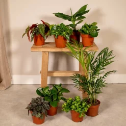 LA GREEN TOUCH - Coffret surprise - plantes d'intérieur 30cm - plante d'intérieur