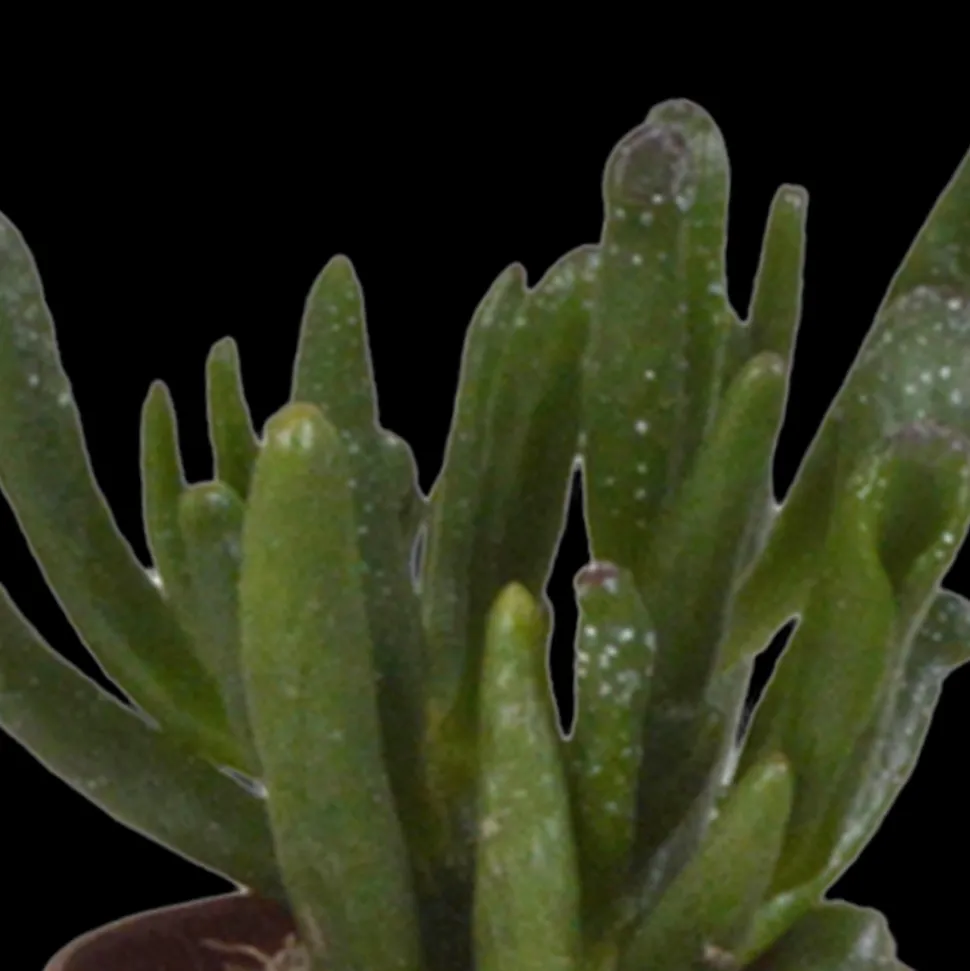 LA GREEN TOUCH - Coffret succulente & cactus + caches-pots blancs