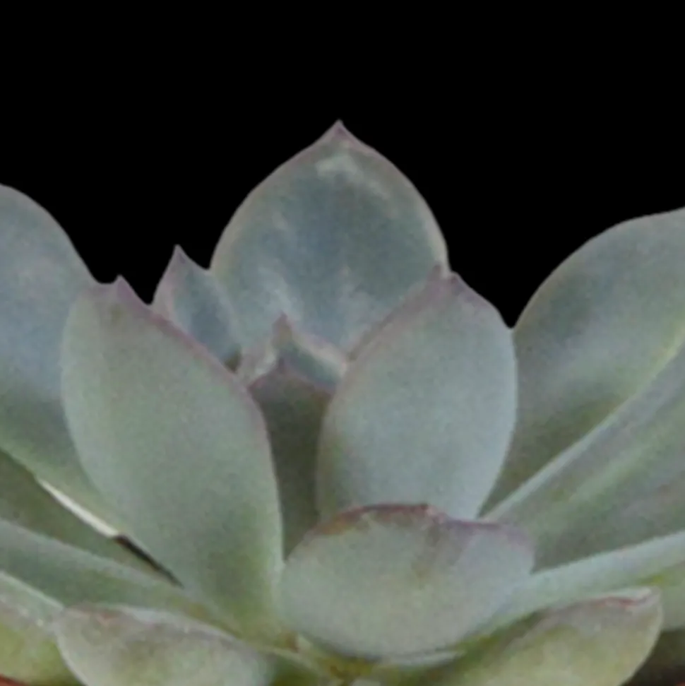 LA GREEN TOUCH - Coffret succulente & cactus + caches-pots blancs