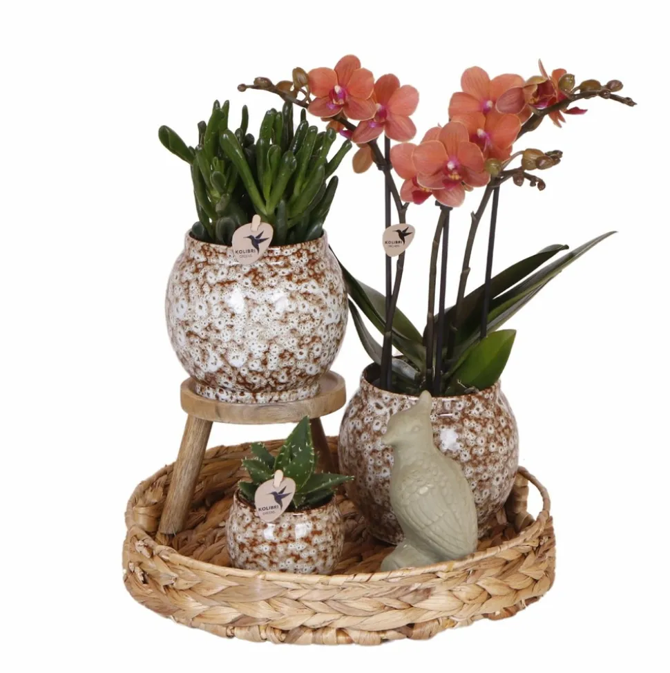 LA GREEN TOUCH - Coffret untamed nature : orchidée phalaenopsis et plantes succulentes